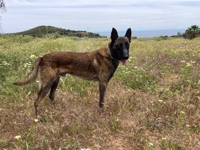 Conde, Belgian Malinois (Helfende Hände e.V.)