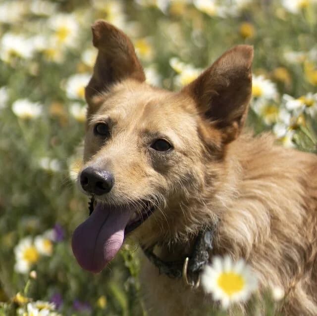Robert, male 4yo Podenco for adoption at Helfende Hände e.V.