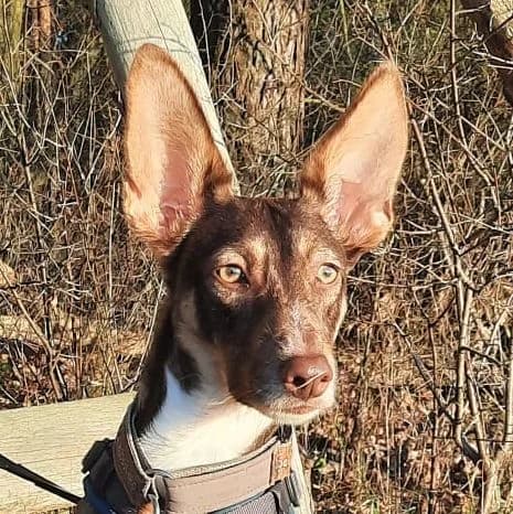 Elven, male young Podenco for adoption at Helfende Hände e.V.