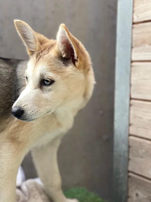 Alma, female puppy Husky for adoption at Helfende Hände e.V.