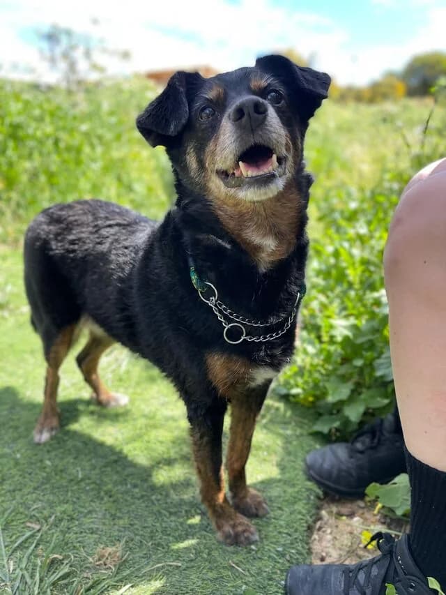 Mary, female senior Mixed Breed for adoption at Helfende Hände e.V.