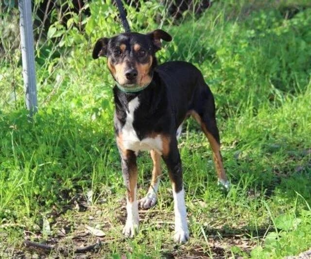Rocco, male senior mixed breed for adoption at Helfende Hände e.V.