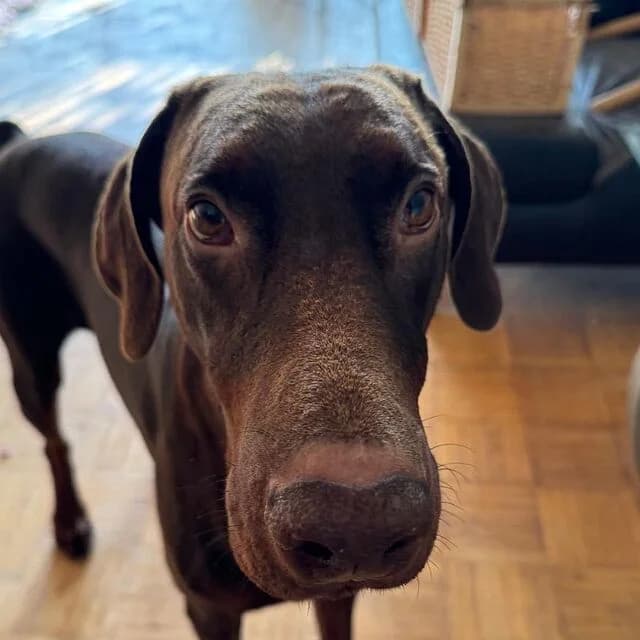 Preston (D), male Doberman for adoption at Helfende Hände e.V.