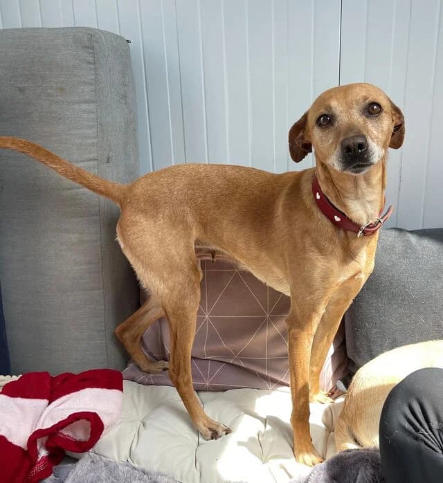 Petunia, female Podenco for adoption at Helfende Hände e.V.