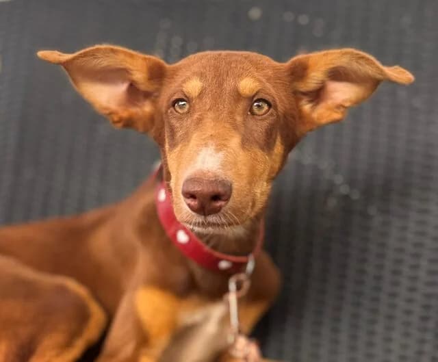 Caspar, male puppy Podenco for adoption at Helfende Hände e.V.