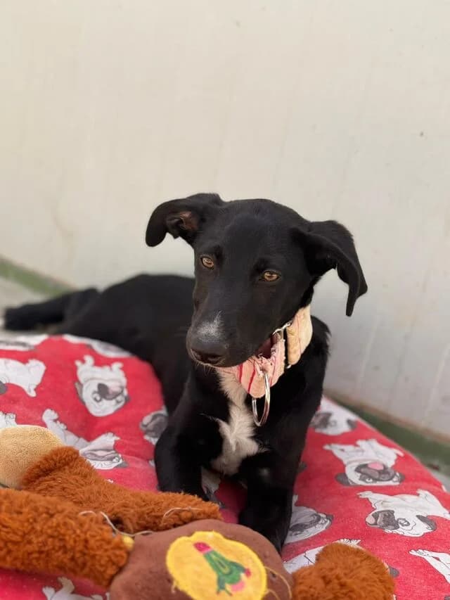 Ona, female Labrador Retriever for adoption at Helfende Hände e.V.