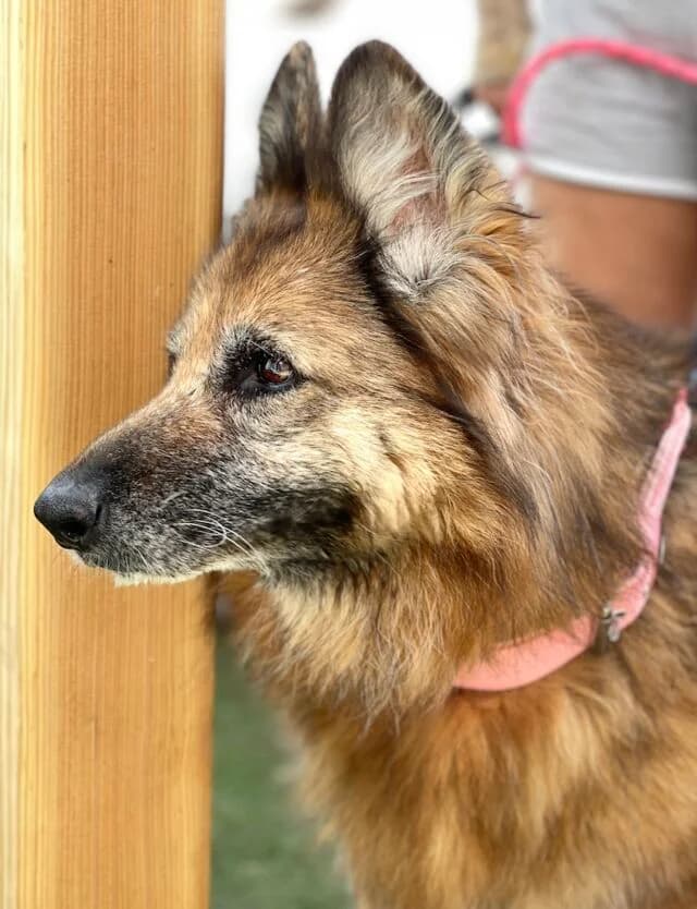 Saba, German Shepherd (Helfende Hände e.V.)