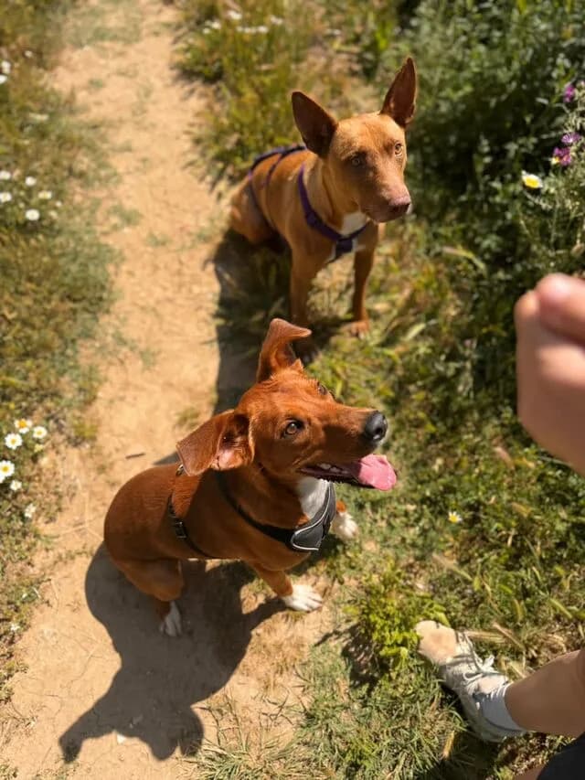 Rhesi, Podenco (Helfende Hände e.V.)