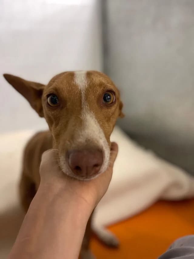 Pauline, Podenco (Helfende Hände e.V.)