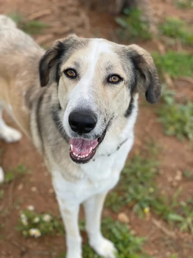 Lua, Mixed Breed (Helfende Hände e.V.)