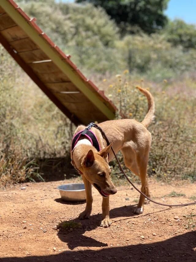 Thelma, Podenco (Helfende Hände e.V.)