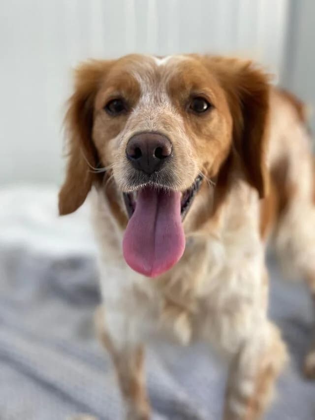 Petra, Mixed Breed (Helfende Hände e.V.)