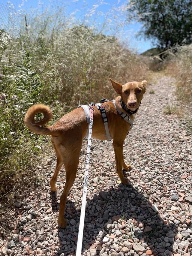 Caramelo, Podenco (Helfende Hände e.V.)