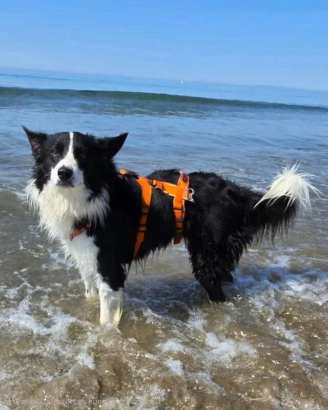 Brook, male Border Collie for adoption at Helfende Hände e.V.