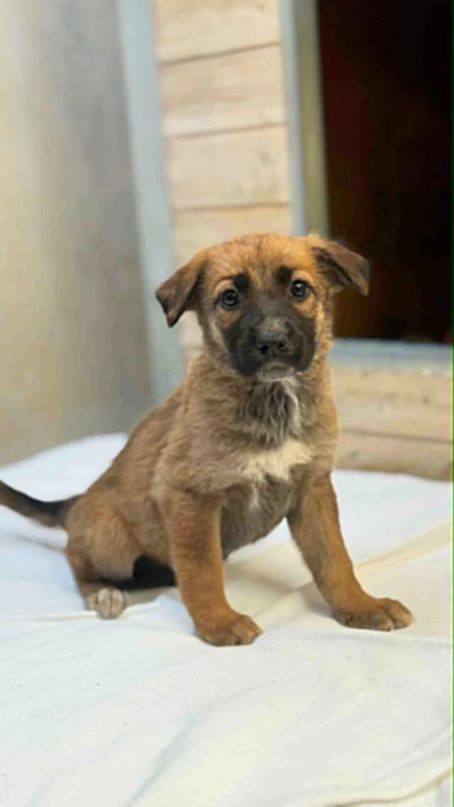 F-Welpen,  puppy Mixed Breed for adoption at Helfende Hände e.V.