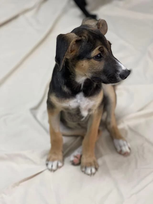 Star-Welpen, braun  puppy Mixed Breed for adoption at Helfende Hände e.V.