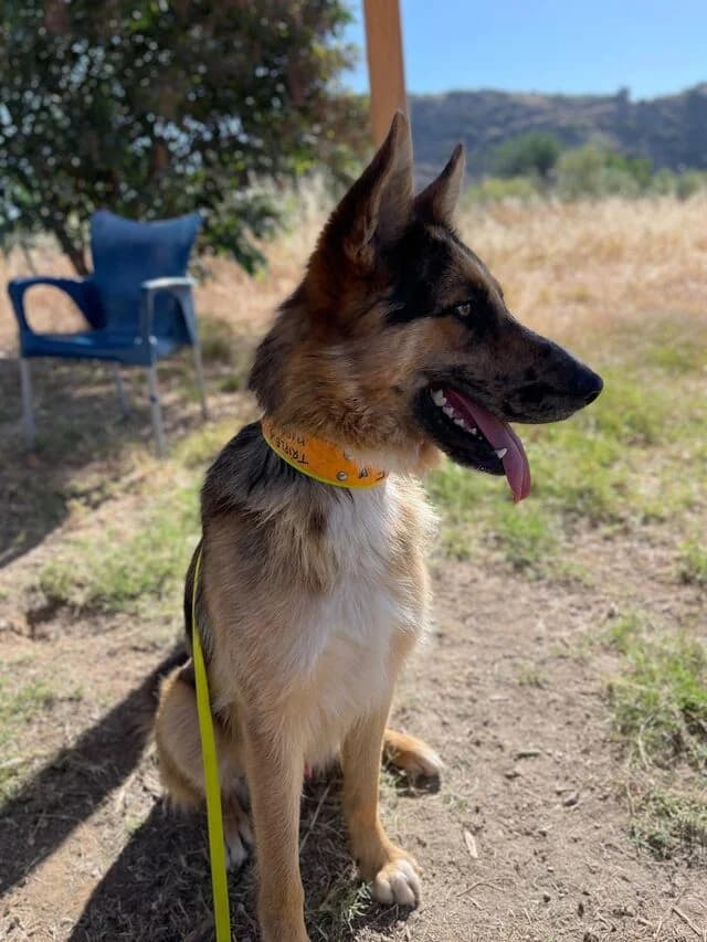 Woody, male German Shepherd for adoption at Helfende Hände e.V.