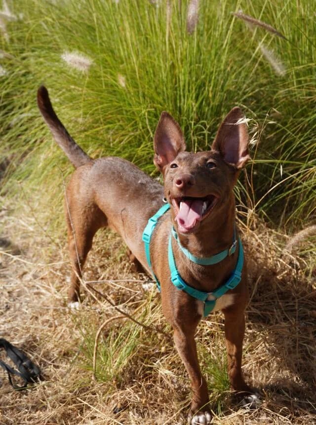 Moana, female puppy Podenco for adoption at Helfende Hände e.V.