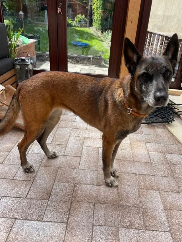 India, female Mixed Breed for adoption at Helfende Hände e.V.