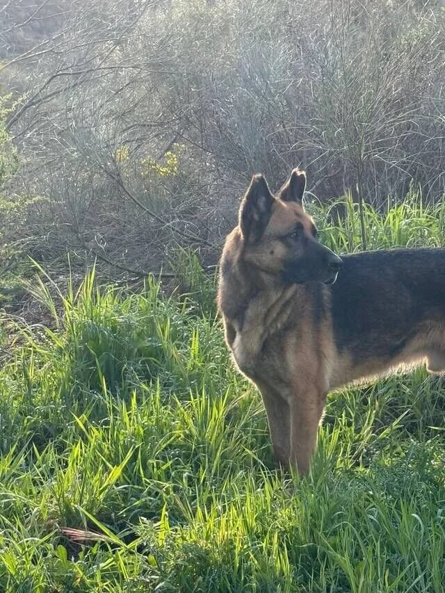 Max, male senior German Shepherd for adoption at Helfende Hände e.V.