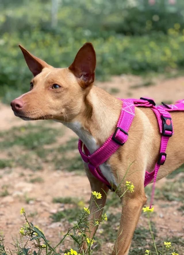 Skadi, female puppy Podenco for adoption at Helfende Hände e.V.