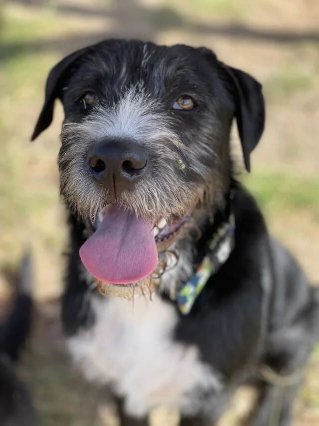 Schnuki, male Mixed Breed for adoption at Helfende Hände e.V.
