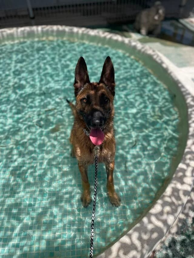 Levante, male young Belgian Malinois for adoption at Helfende Hände e.V.