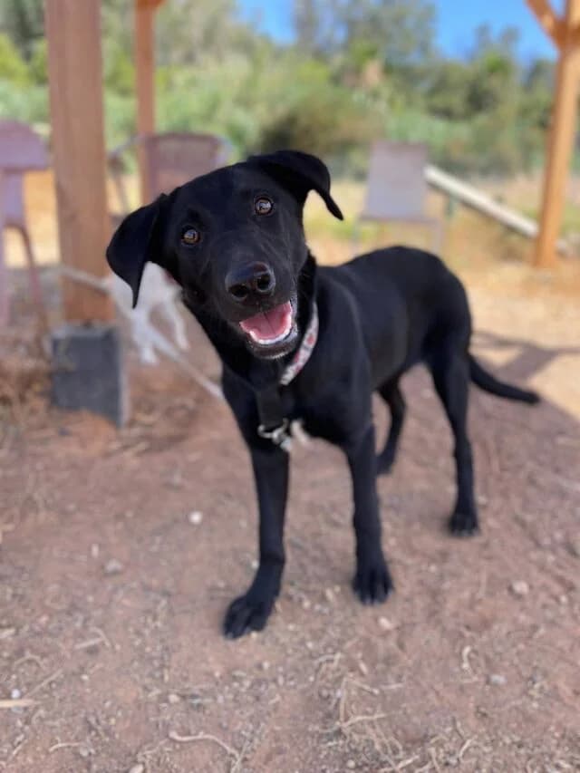 Mona, female puppy Labrador Retriever for adoption at Helfende Hände e.V.