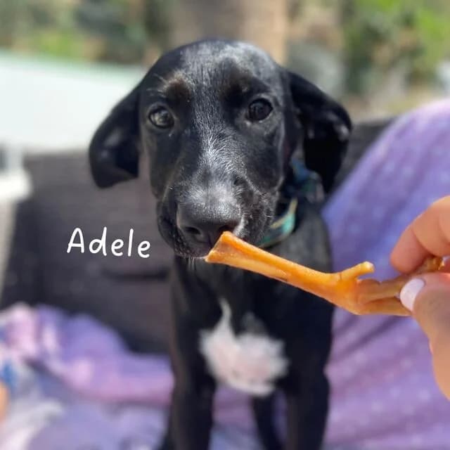 Adele, schwarz female puppy Mixed Breed for adoption at Helfende Hände e.V.