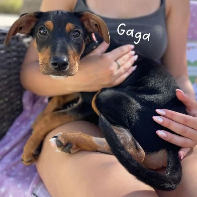 Gaga, braun female puppy Mixed Breed for adoption at Helfende Hände e.V.