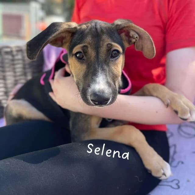 Selena, braun female puppy Mixed Breed for adoption at Helfende Hände e.V.