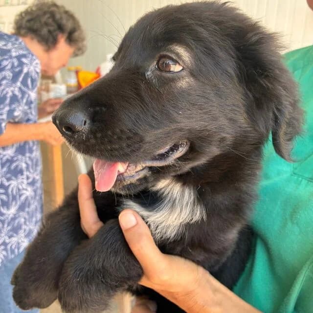 Welpenmädchen Himbeere, female puppy Mixed Breed for adoption at Helfende Hände e.V.