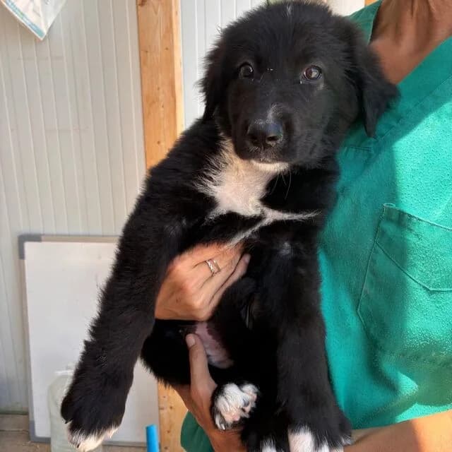 Welpenmädchen Stachelbeere, female puppy Mixed Breed for adoption at Helfende Hände e.V.