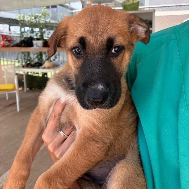 Welpenmädchen Erdbeere, female puppy mixed breed for adoption at Helfende Hände e.V.
