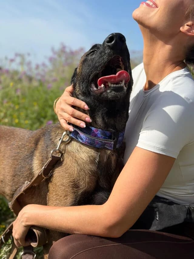 Cloe, female young Belgian Malinois for adoption at Helfende Hände e.V.