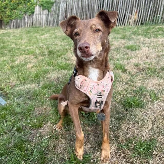 Bibi, female senior Podenco for adoption at Helfende Hände e.V.