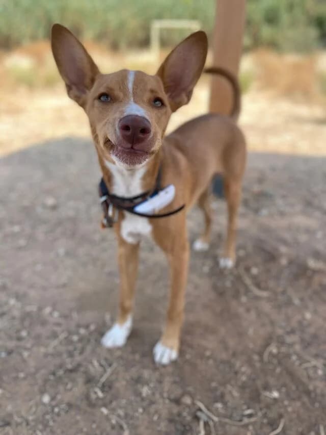 Bingo, male puppy Podenco for adoption at Helfende Hände e.V.