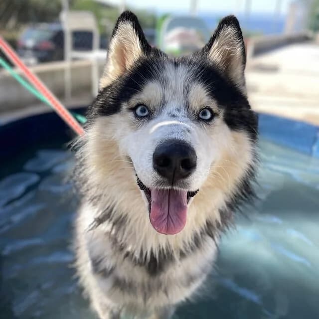 Deus, male Husky for adoption at Helfende Hände e.V.