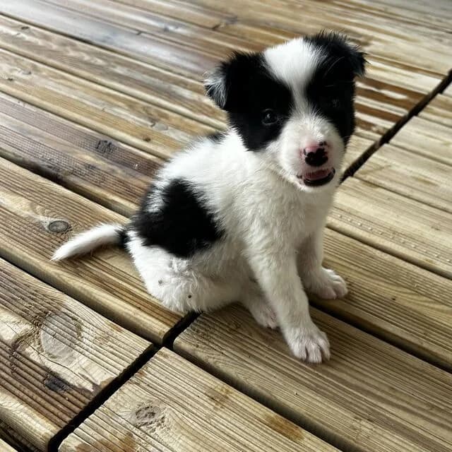 Enzo, Border Collie (Helfende Hände e.V.)
