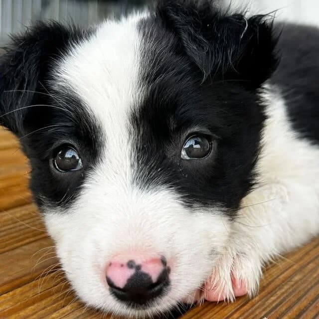 Lewis, male puppy Border Collie for adoption at Helfende Hände e.V.