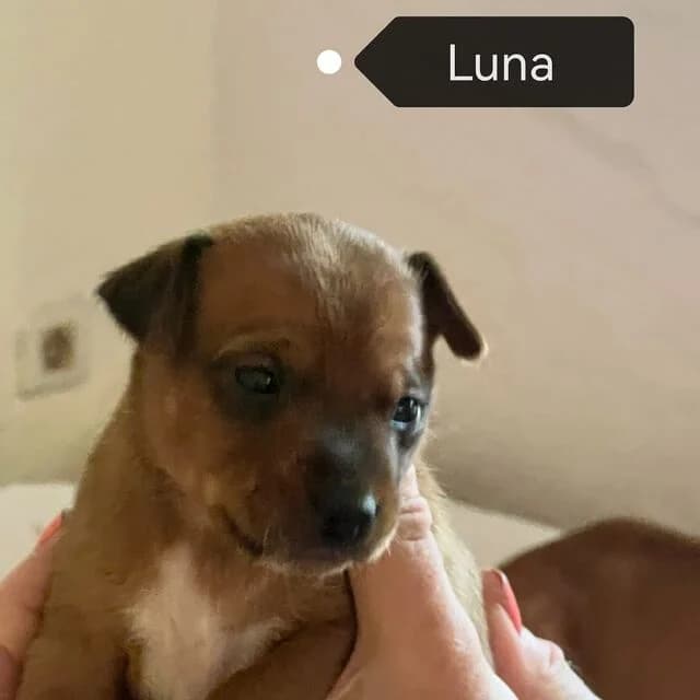 Luna, Mixed Breed (Helfende Hände e.V.)