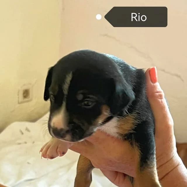Rio, Mixed Breed (Helfende Hände e.V.)