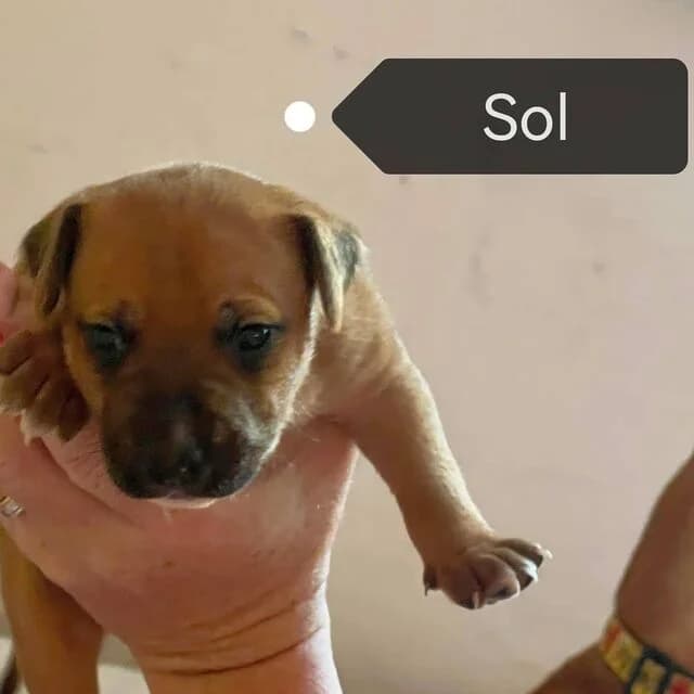 Sol, Mixed Breed (Helfende Hände e.V.)