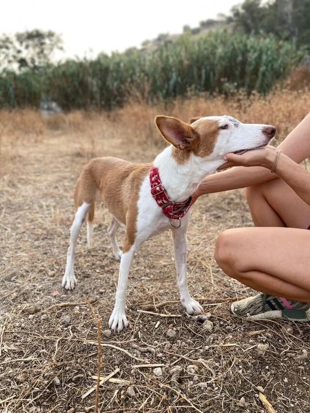 Willow, Podenco (Helfende Hände e.V.)