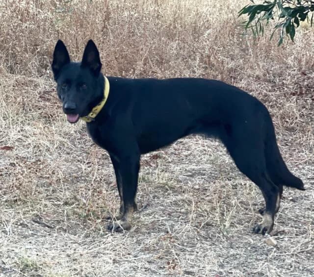 Kira, female 3yo German Shepherd for adoption at Helfende Hände e.V.
