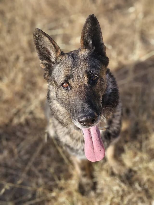 Morgan, female senior German Shepherd for adoption at Helfende Hände e.V.