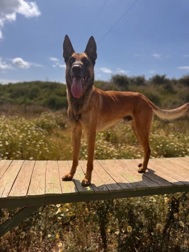 Max, male Belgian Malinois for adoption at Helfende Hände e.V.