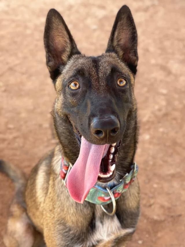 Nike, female Belgian Malinois for adoption at Helfende Hände e.V.