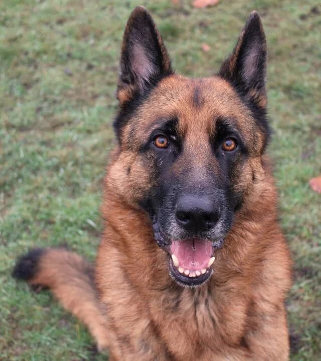 Bentley, male young German Shepherd for adoption at Helfende Hände e.V.