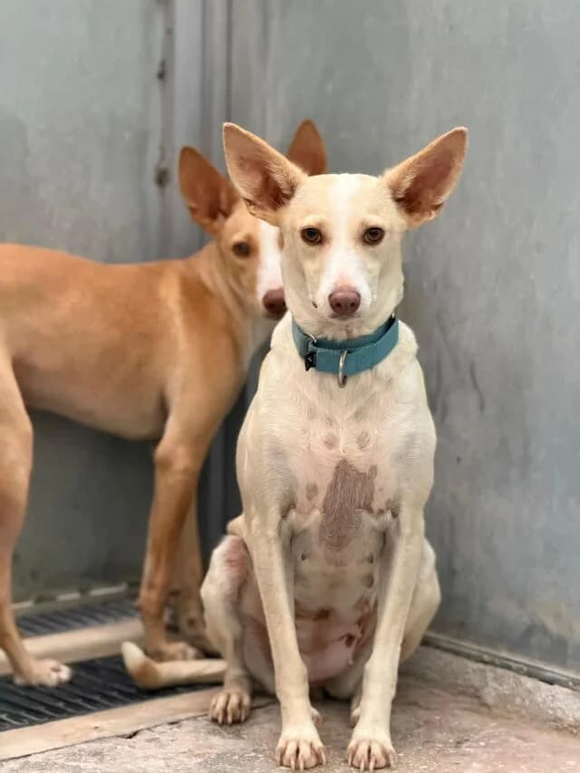 Danae, female Podenco for adoption at Helfende Hände e.V.